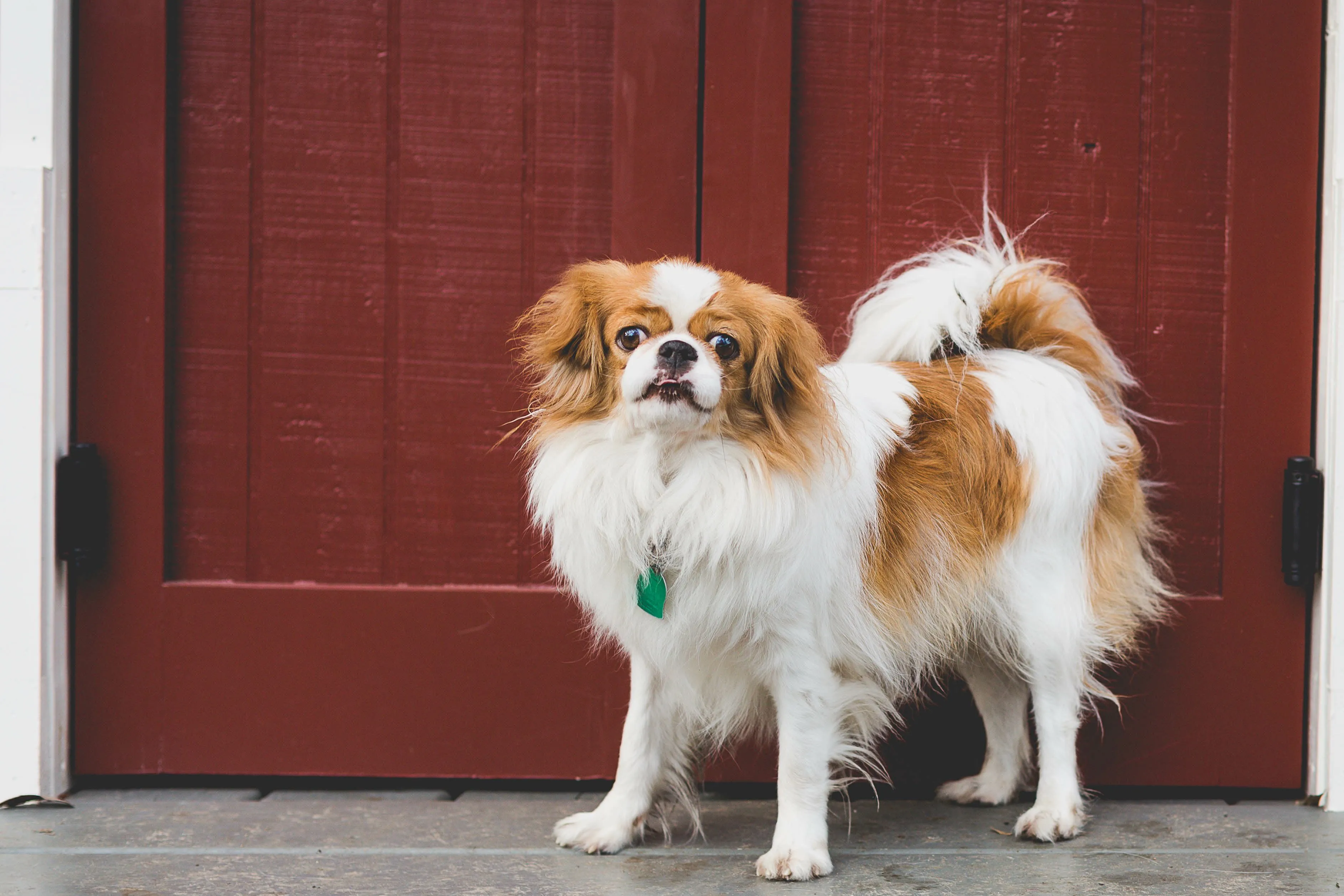 Regal brown and white Japanese Chin standing in front of a red door