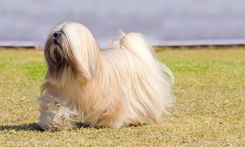 Regal Lhasa Apso with its characteristic long coat