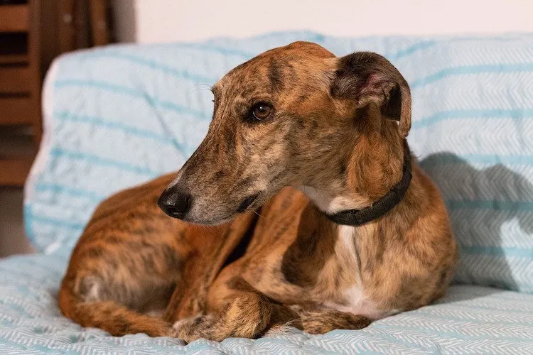 Relaxed Greyhound lounging on a couch, illustrating its calm demeanor and preference for sleep, ideal for working owners.