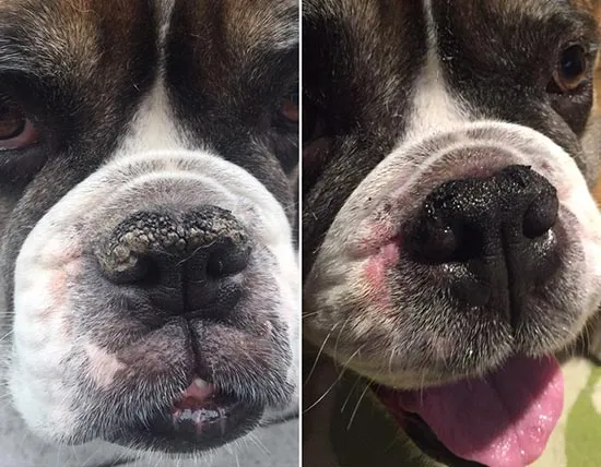 Results after just 24 hours of using Snout Soother!