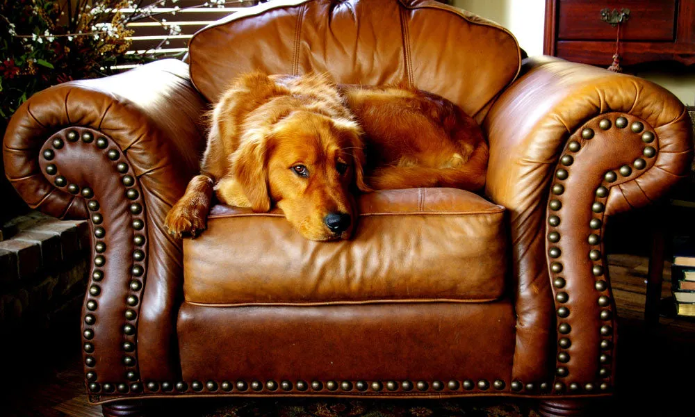 Retriever photo by Steph Munden on Pexels