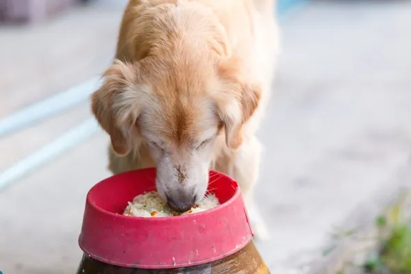 Rice is often recommended if your dog is ill, but should generally be avoided for dogs with diabetes.