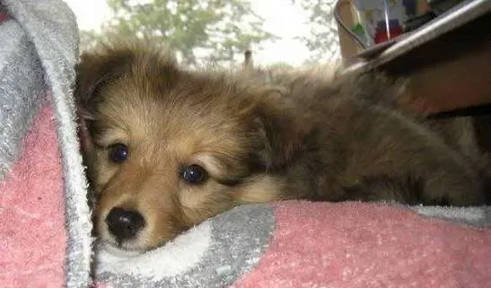 Rilli wants to be with you every moment of every day, and then in your dreams, too.