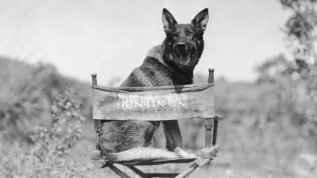 Rin Tin Tin, the pioneering German Shepherd movie star