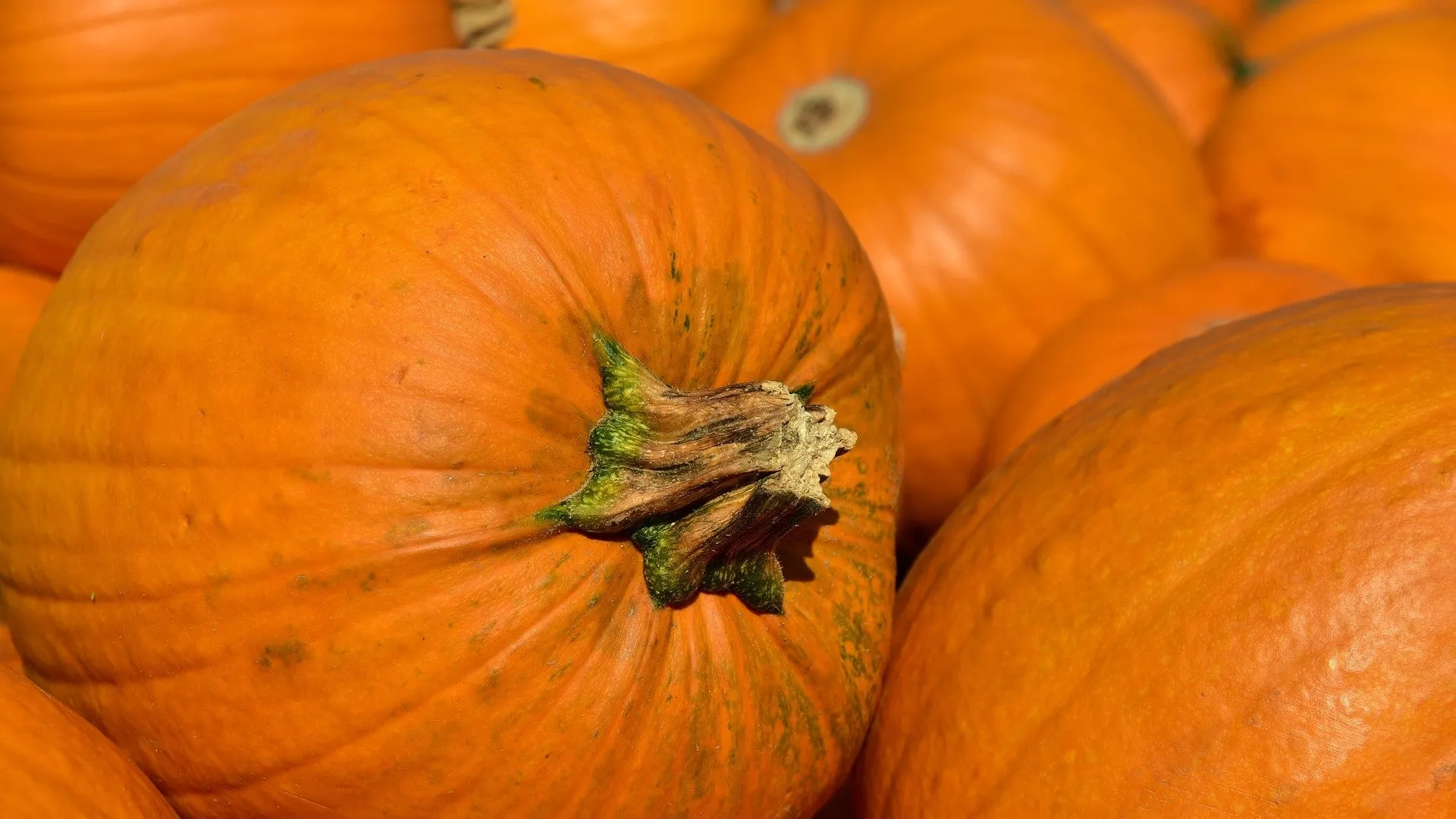 Roasted pumpkin slices for a healthy dog treat