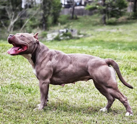 Rose from Manmade Kennels, a fine example of muscle development and robust health achieved by being raised on Bully Max since puppyhood.