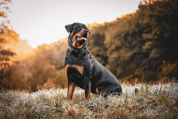 Rottweiler, a strong and loyal working dog