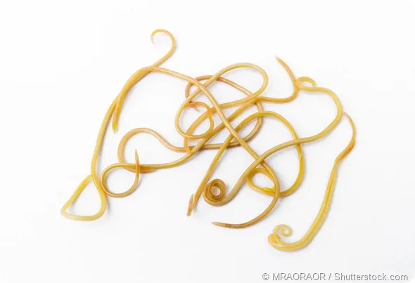 Roundworm life cycle illustration