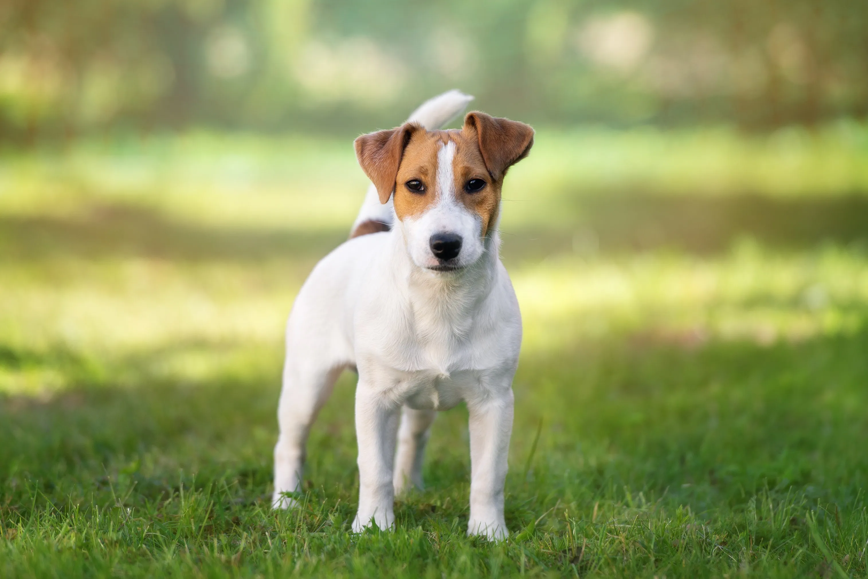 Russell Terrier standing on grass, highlighting its compact build and alert expression