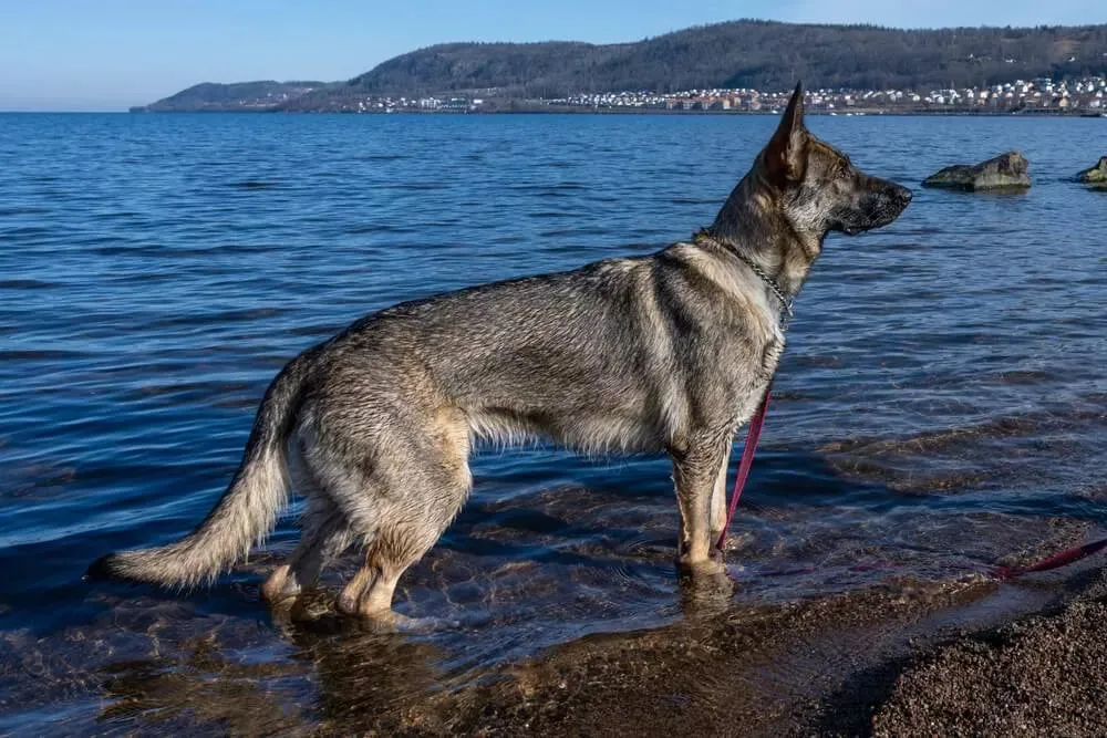 Sable German Shepherd with a banded coat
