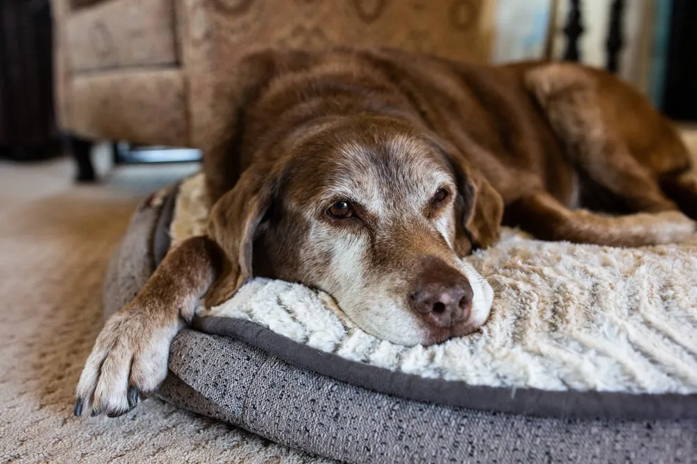 Sad dog