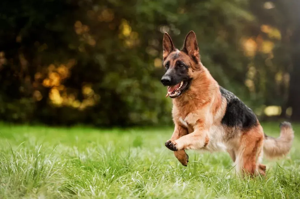 Saddle colored German Shepherd