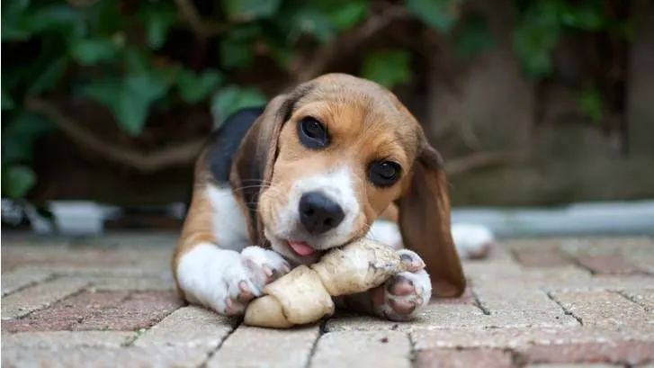 safe dog chews