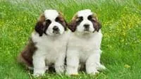 Saint Bernard puppy for sale in Bangalore, adoption guide