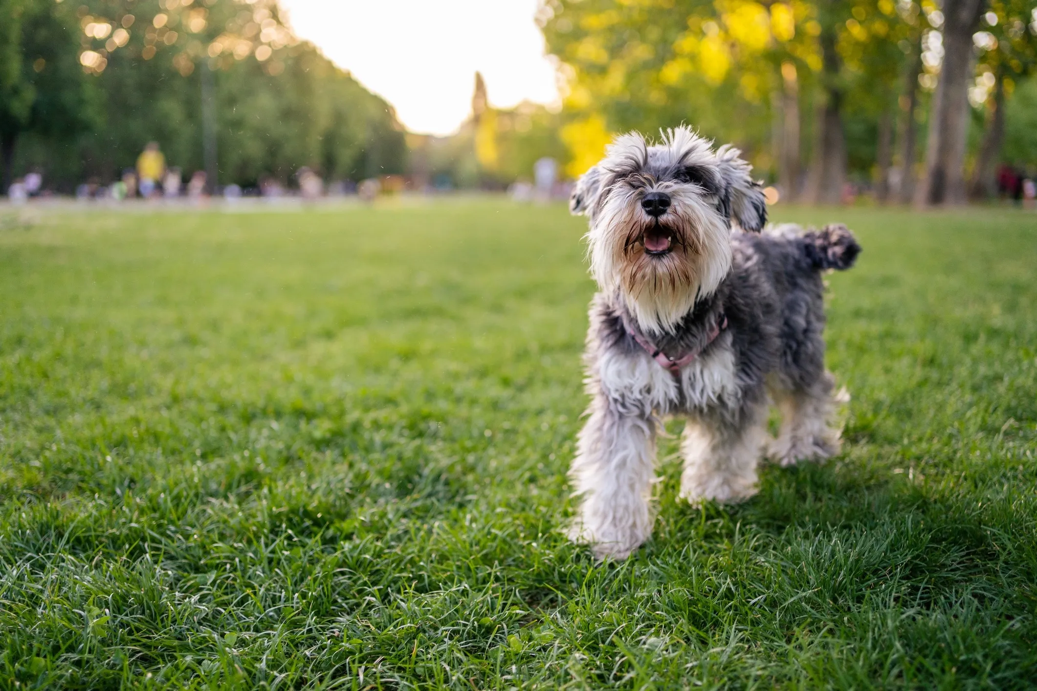 Salt and pepper Miniature Schnauzer wearing a pink harness, standing attentively in a park