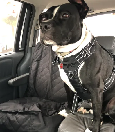 Satisfied customer review praising the easy installation and durability of Active Pets car seat covers