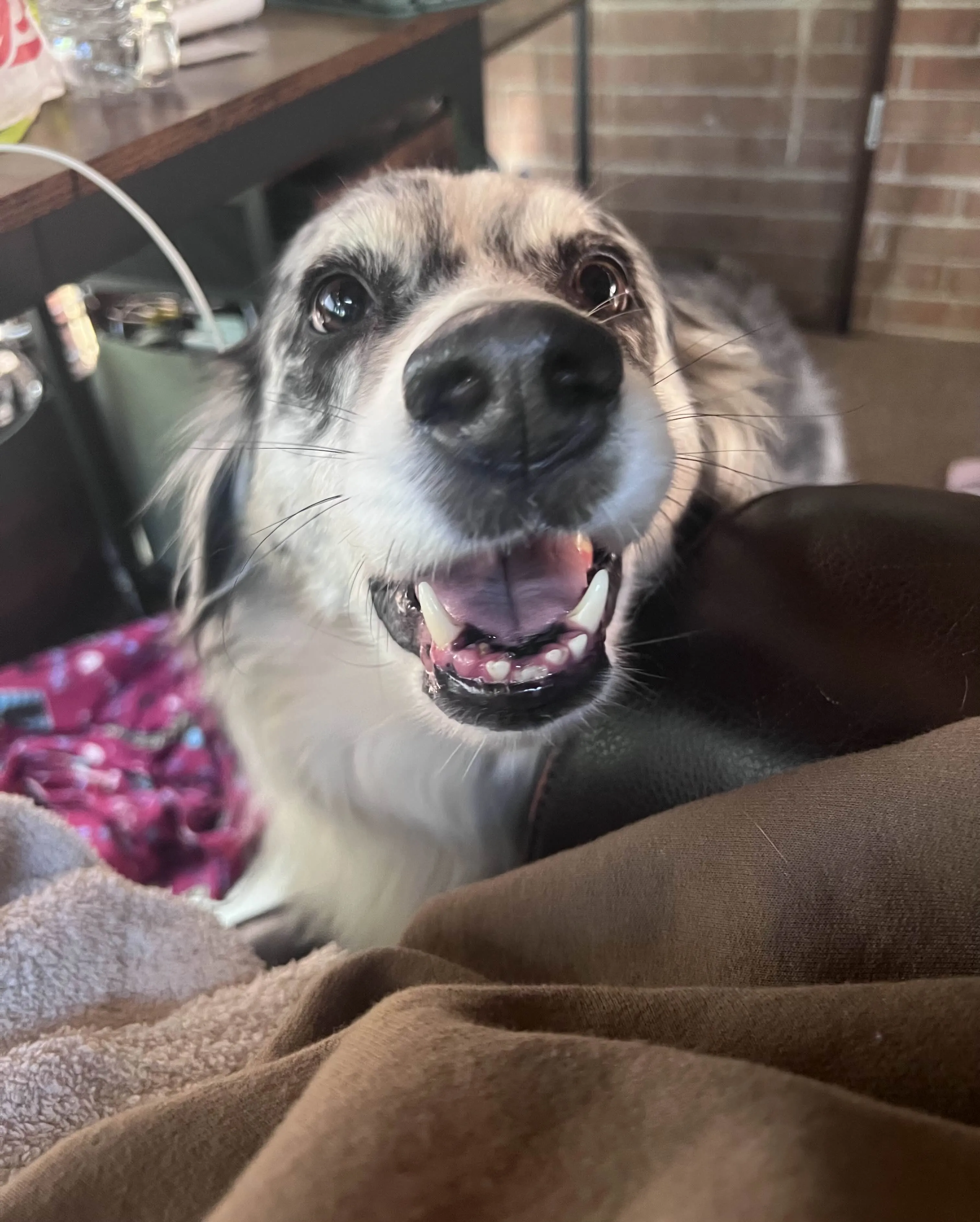 Satisfied dog after a successful online booked grooming session