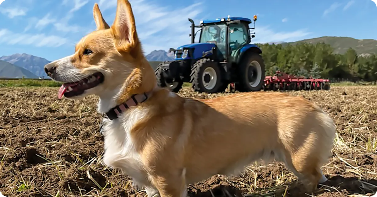 Scotch Collie herding sheep