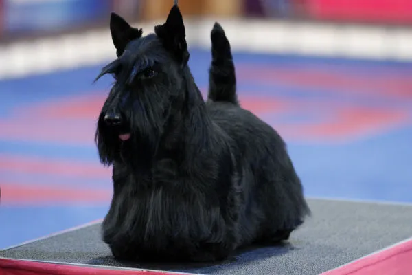 Scottish Terrier dog breed