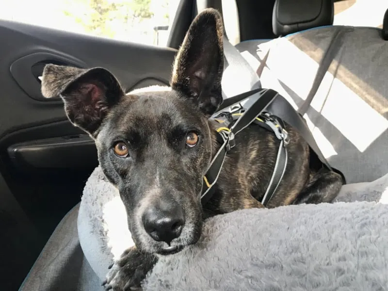 Securely buckled brindle dog in a Kurgo Impact front seat belt harness, emphasizing proper fit