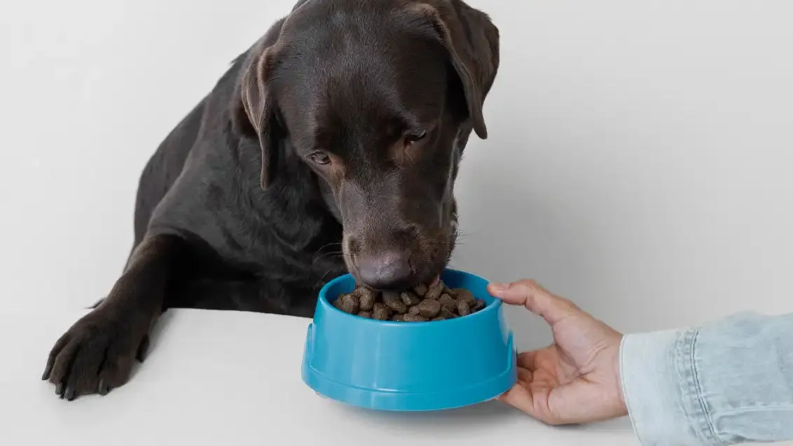 Senior dog enjoying a meal