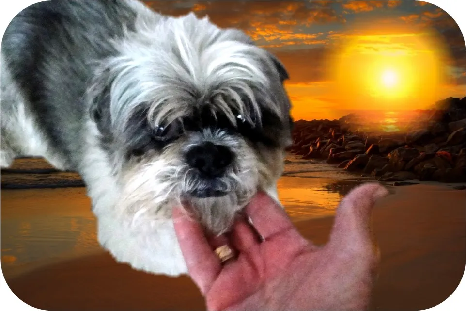 senior dog grieving