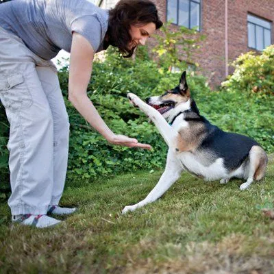 Senior dog practicing a 'shake paw' trick during a training session.