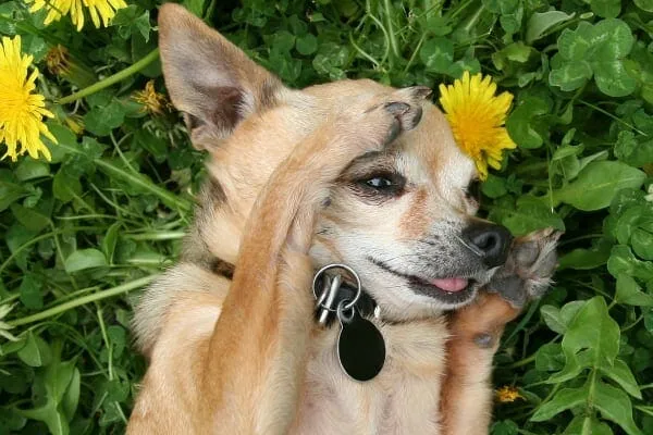 Senior dog with itchy skin rubbing face in grass, a common sign of canine allergies
