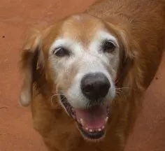 Senior golden retriever with a white face being petted lovingly, highlighting the joy of senior dog companionship