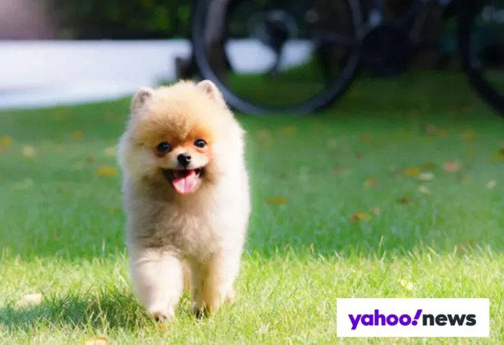 Senior woman smiling while hugging a small, fluffy dog outdoors, highlighting companionship with good dog breed for seniors