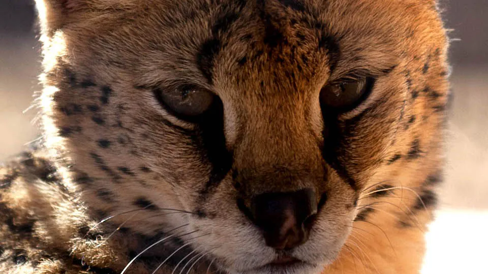 Serval and caracal encounter