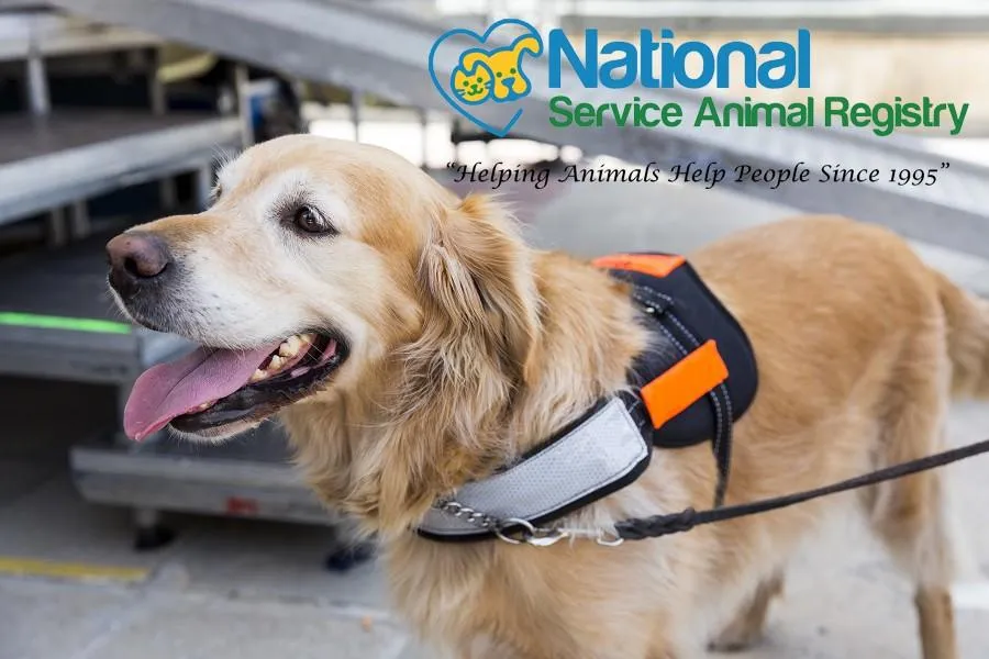 Service dog harness leash