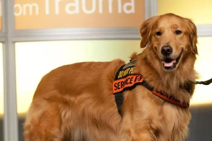 Service Dog Tuesday, a Golden Retriever, demonstrating the calm demeanor and focus required for a genuine service animal