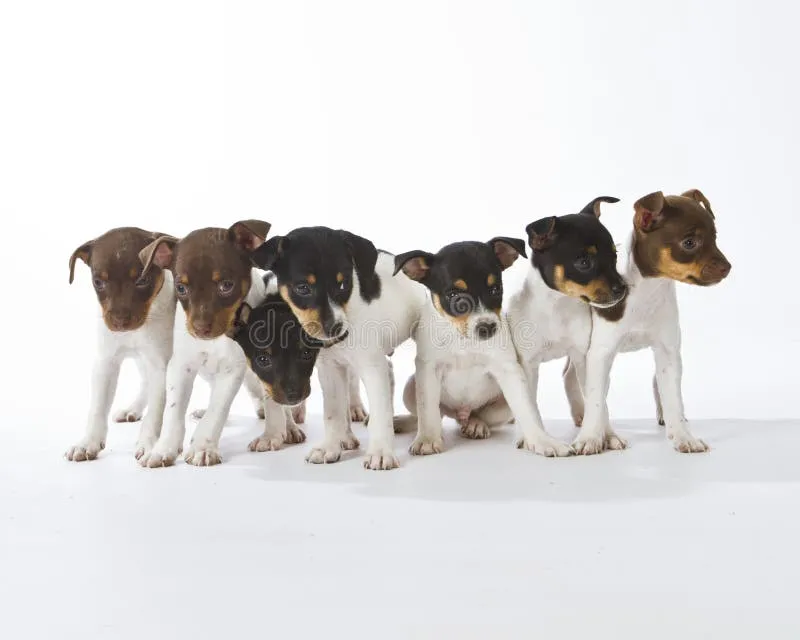 Seven Rat Terrier puppies huddle together in a comfortable dog bed, showcasing their various coat colors and playful expressions.