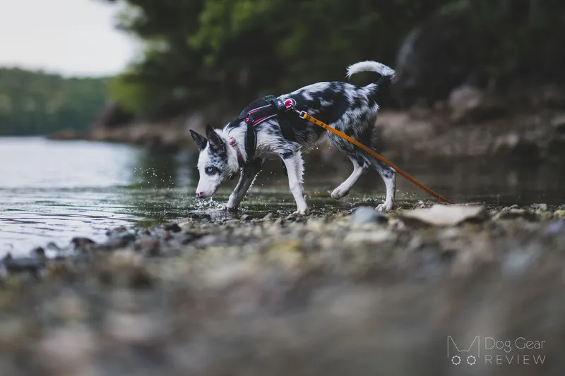 Several examples of specialized dog harnesses designed for leash attachment