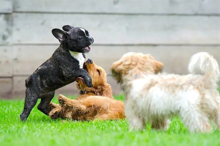 Several young French Bulldog puppies playing together.
