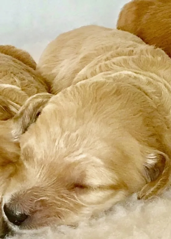 Shelby as a newborn Goldendoodle puppy
