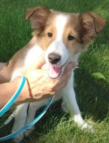 Sheltie puppies excel at folding themselves into comfortable sleeping postures in any environment.