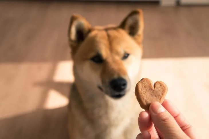 Shiba Inu puppy focused on a small, healthy heart-shaped training treat.