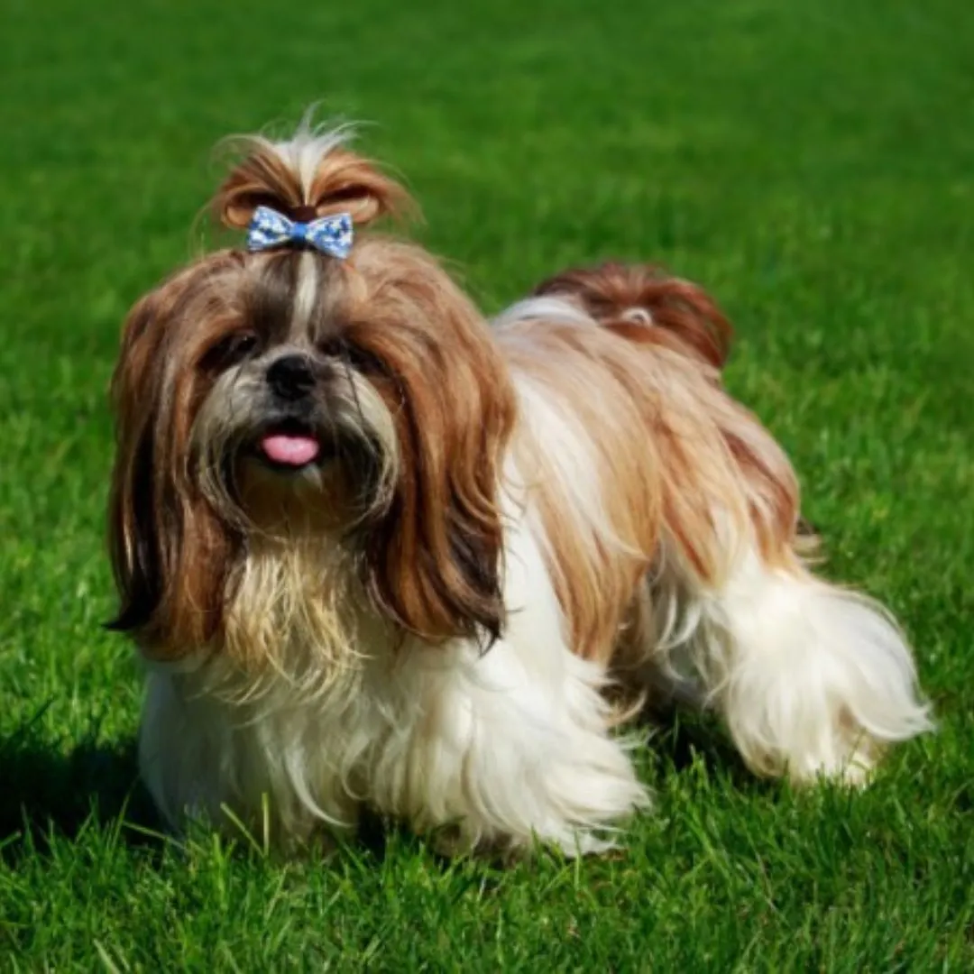 Shih Tzu dog breed