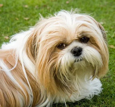 Shih Tzu dog with long, flowing hair and a topknot