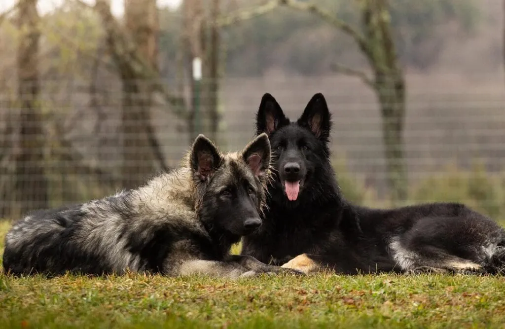 Shiloh Shepherd