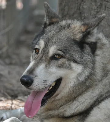Shiloh
