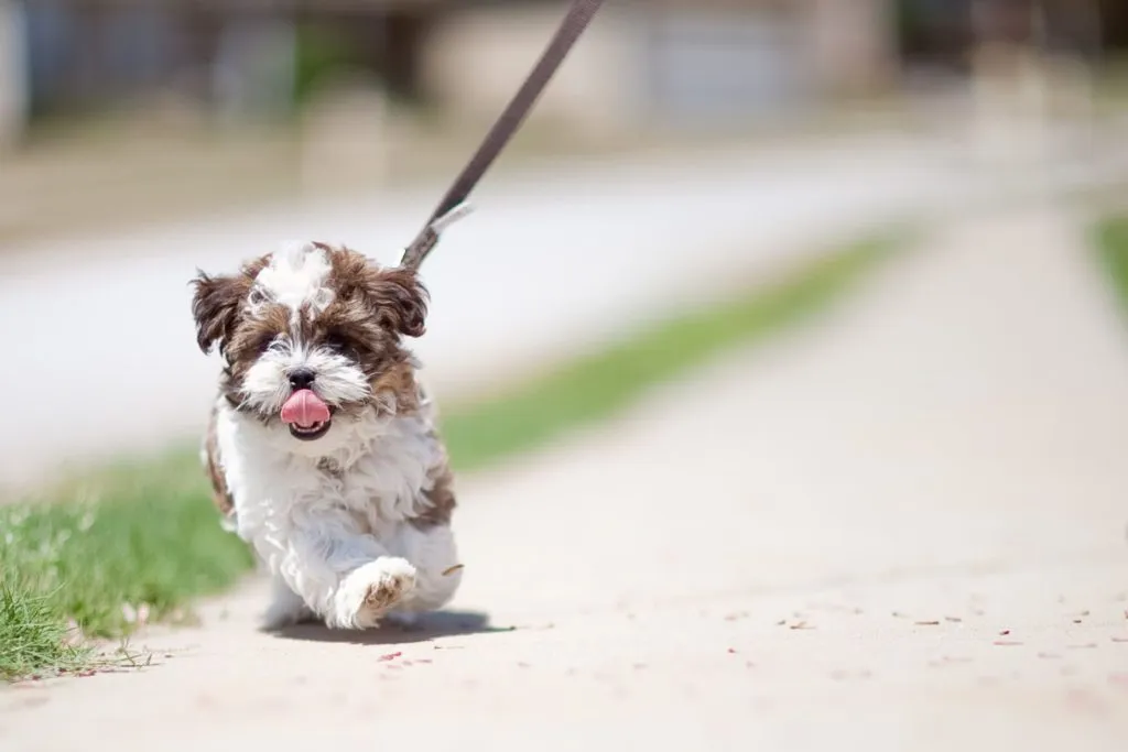 Shorkie