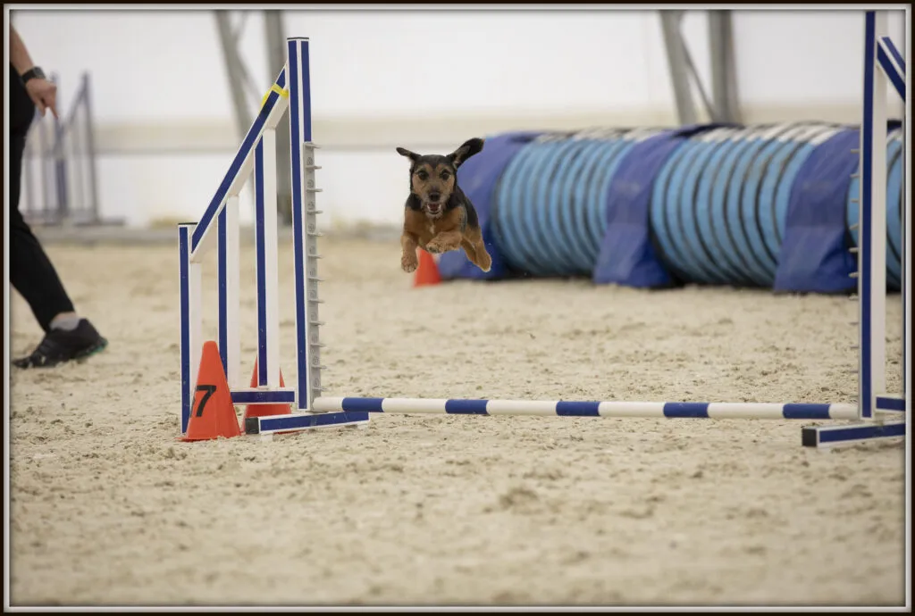Short legged Jack Russell Terrier named Tanq successfully performing agility jump