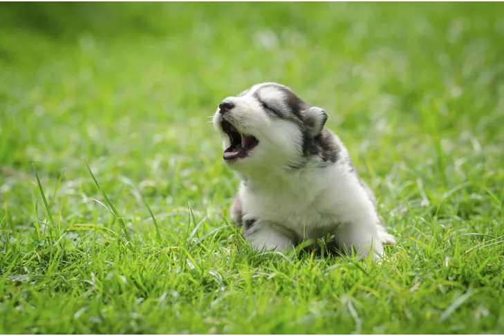 Siberian Husky puppy laying in the grass howling.