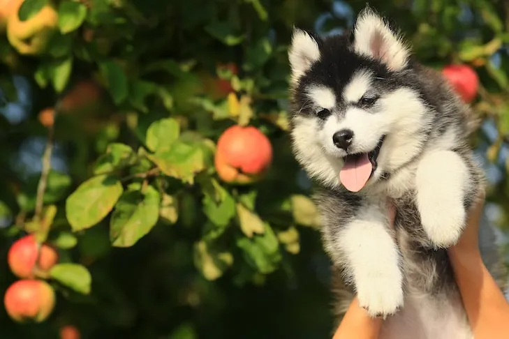 Siberian Husky puppy playfully lifted near an apple tree, a reminder to always remove apple seeds and cores for canine safety.