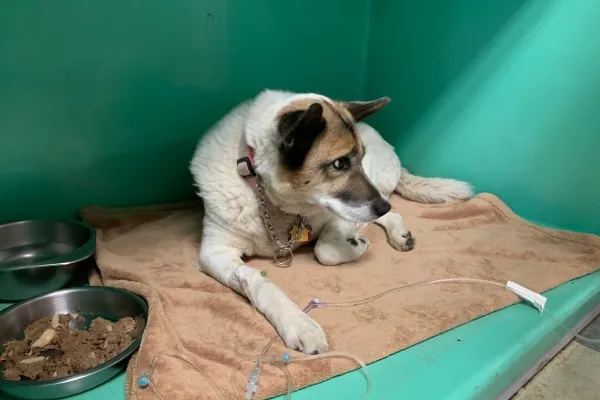 Sick dog receiving IV fluids for pancreatitis treatment in veterinary hospital