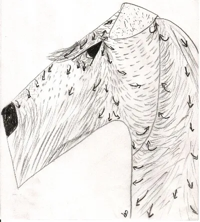 Side view of Airedale head