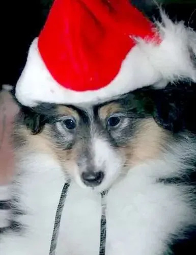 Sketchy thinks it's Christmas, which it isn't, or it is, depending on when you're reading this. Which may, or may not, make Sketchy a total goofball.